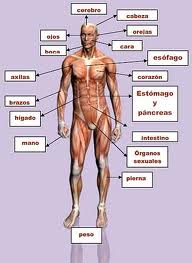 organos que estan del lado izquierdo del cuerpo humano